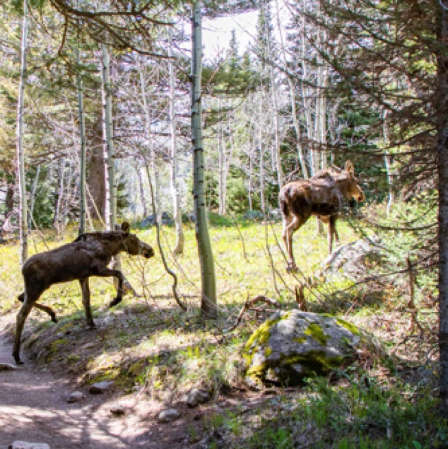 Moose Crossing Jenny Lake Trail
Grand Teton National Park